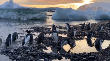 Un grup de pingüins a l'Antàrtida.