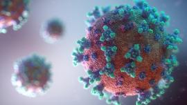 Imatge d'un coronavirus.