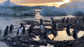 Un grup de pingüins a l'Antàrtida.