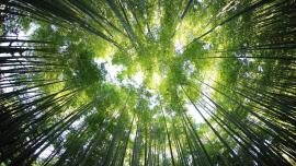 bosc