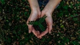 planta que neix dins d'una mà