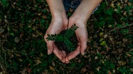 planta que neix dins d'una mà