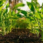 agricultura